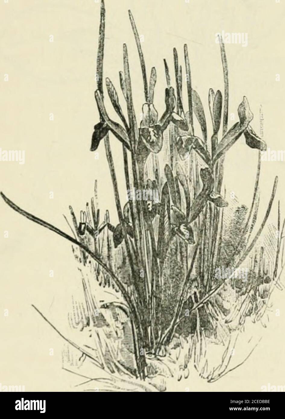 . Iridi bulbose. Fig. 2.-Iris Sisykinchium. Dei personaggi dei bulbosi Irisi di molto tempo fa. Andwe può ragionevolmente supporre che da essa discende la forma morecalizzata ora così ben nota come I. reticulata (fig. 3).il suo nome deriva dalla natura a rete degli strati delbulbo* (figg. 4 e 5). I. sisyrinchium ha anche i rivestimenti in rete, ma gli strati di I. reticulata sono meno e più sottili di thoseof I. sisyrinchium, non formando mai un involucro di shaggy, e thepattern della rete è diverso. La forma del reticulatabulb è inoltre ovale, a volte ovale lungo, non appiattita. Foto Stock