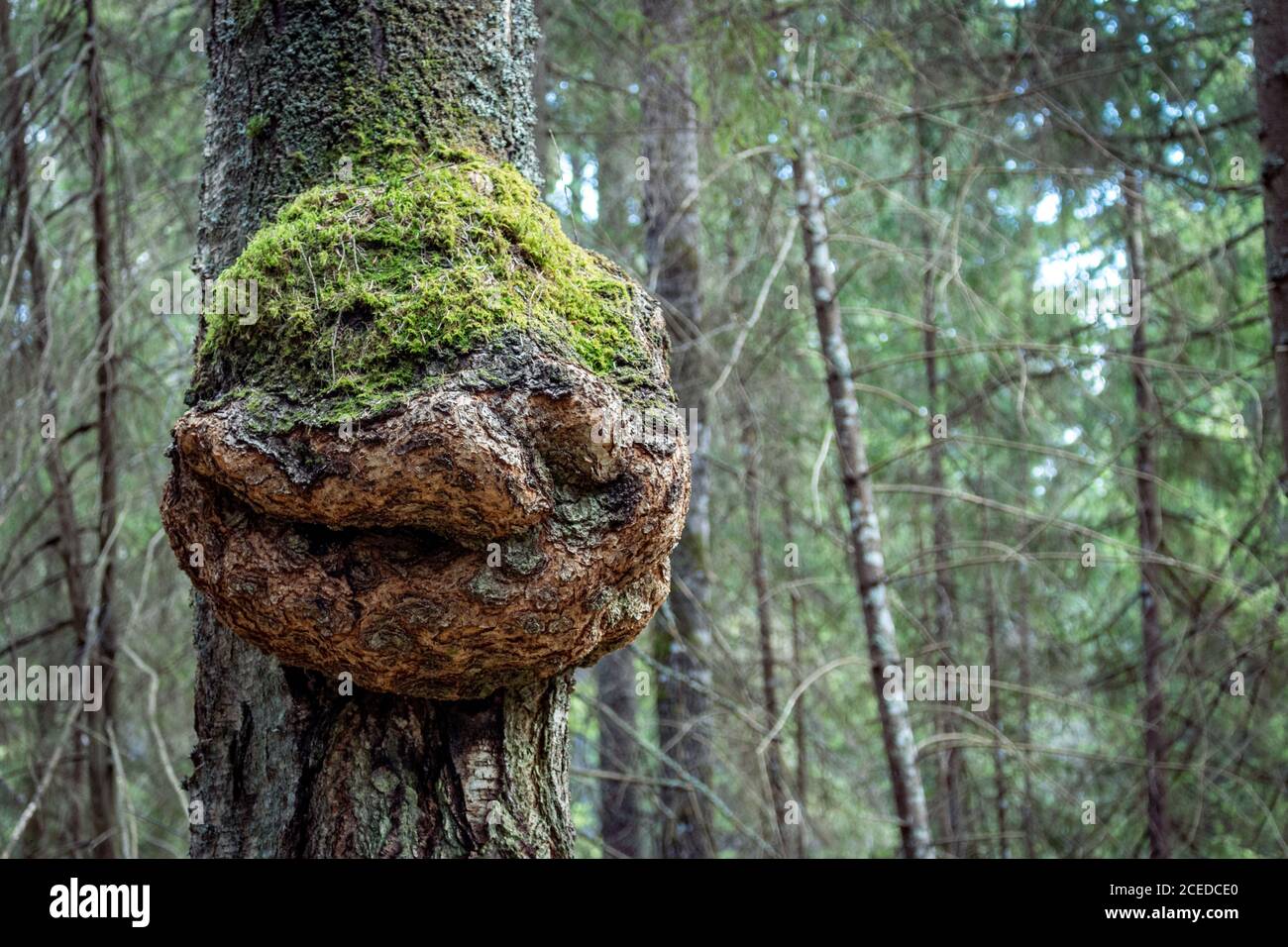 Enorme chaga di betulla in una foresta vicino a Mosca. Inonotus oblio Foto Stock