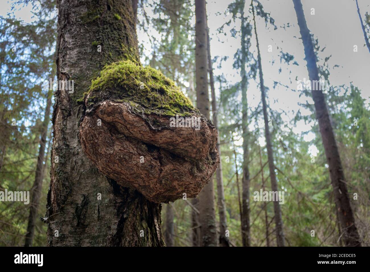 Enorme chaga di betulla in una foresta vicino a Mosca. Inonotus oblio Foto Stock