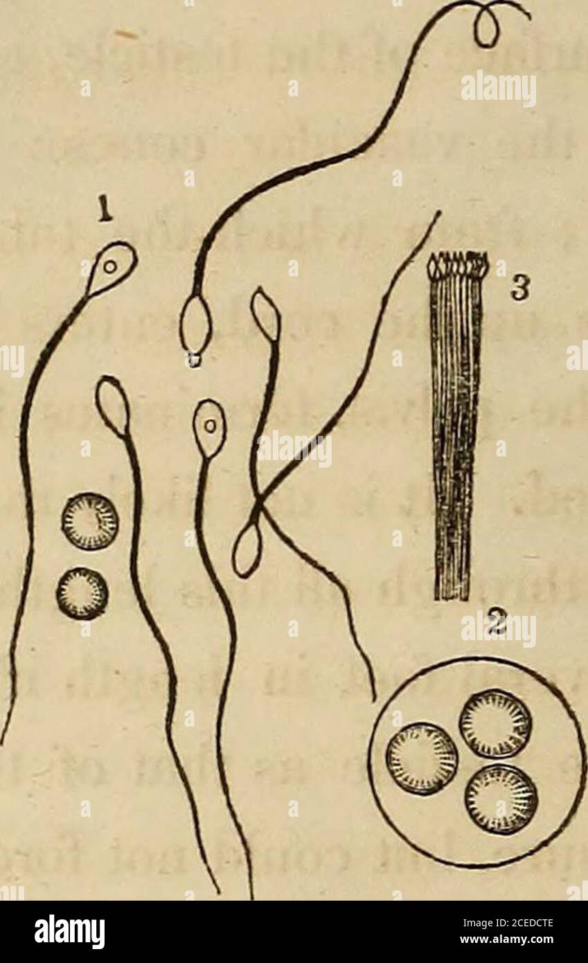. Un lavoro pratico completo sulla natura e il trattamento delle malattie veneree, e altre affezioni degli organi genito-urinari del maschio e della femmina ... vas deferens numerario; Ma mentre troviamo i dotti delle ghiandole, in generale, molto soggetti a singolarità, e che ci sono dotti freqiently soprannumerari, ci sono spesso twourters ad un rene, a volte distinti dall'inizio alla fine, altre volte entrambi derivanti da uno 42 IL TESTICOLO IN GENERALE. IL TESTICOLO IN GENERALE. Il testicolo è di forma ovale e di forma ovale, con le dimensioni di un uovo di piccioni; è una figliata ai lati : è appeso Foto Stock
