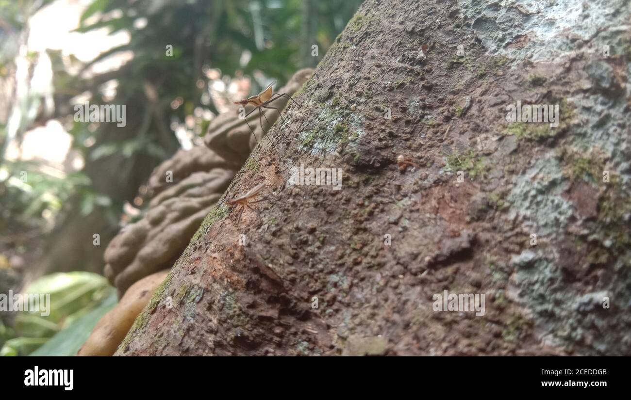 Insetti che si rilassano sull'albero Foto Stock