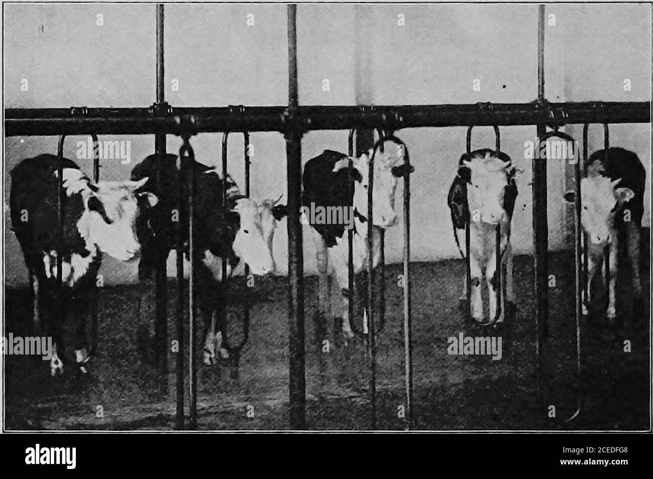 . Città e città. alloggio casa una volta ] | | una settimana. Sono persino andati nelle camere da letto della Casa infettata M, quando sembrava che si tratti di vaccinazioni necessarie, persone svegliate, vaccinate, e gavethem certificati a tal fine. Questi certificati non erano necessari solo allora, perché la città aveva fatto una regola che il noman dovrebbe essere autorizzato a trascorrere due notti consecutive in qualsiasi casa di alloggio città, a meno che non avesse un certificato che egli era stato vaccinato di recente. Così è stato che New York City ha portato la sua piccola-pox guerra. I suoi ufficiali erano medici, ispettori e cinatori vac, mentre il suo pri Foto Stock