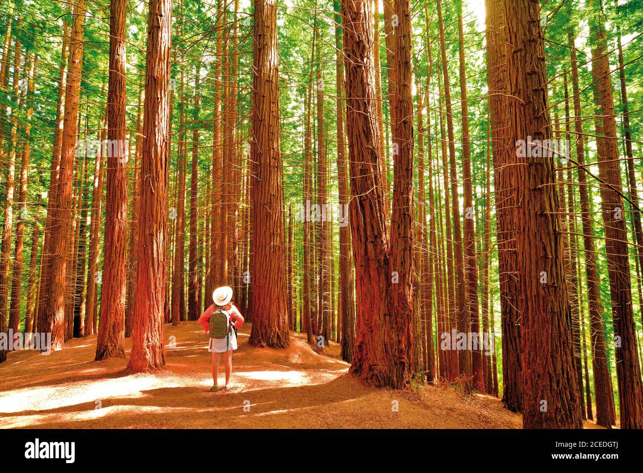 Donna con panni da trekking in piedi in una foresta di alberi mammut Foto Stock