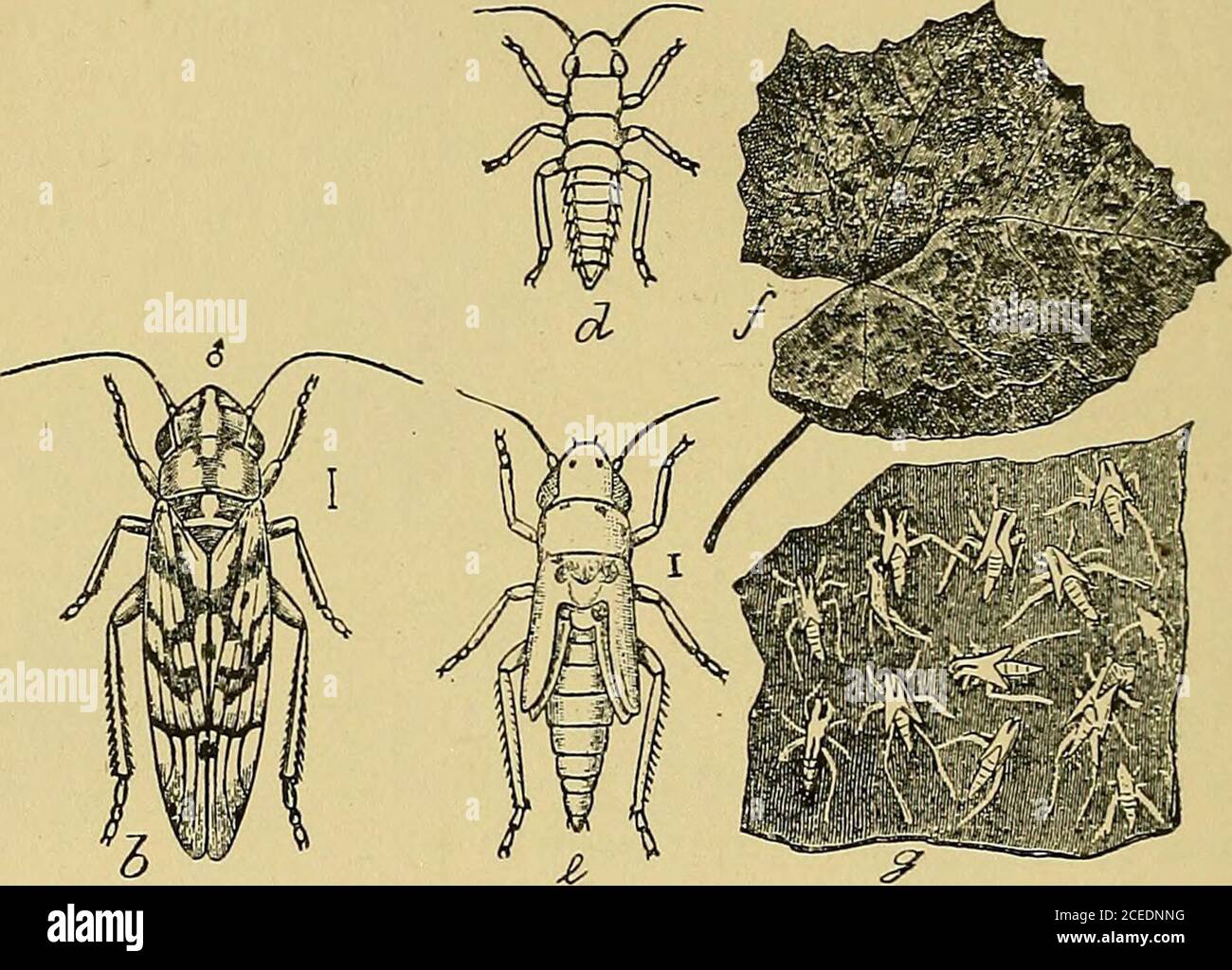 . Il culturista americano della frutta. Fig. 266. - il Rose-Chafer, ingrandito. 2 00 INSETTI DISTRUTTIVI. Vicino, alla crescita di raccolti annuali che richiedono frequentcoltural. Il vitigno L€af-hopper {Typhlocyba conies).- quando le grapeleaves hanno un aspetto blottato, o sono ricoperte da macchie littleyellowish o bruno, come in/ in Fig. 267, ed event-ally dry up and fall, è di solito il lavoro di piccoli jumpinginsects, chiamati leaf-hoppers (Fig. 267). Sono in-sects minuti circa un ottavo di un pollice di lunghezza ed hanno un'abitudine particolare di funzionare lateralmente quando disturbato e schivare al. F Foto Stock