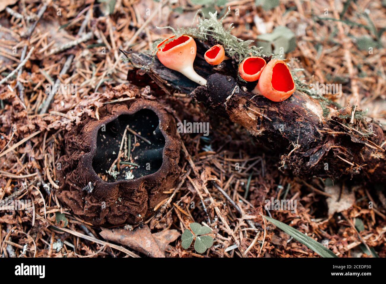 Il primo fungo di primavera nella foresta. Scarlatto di Sarcosoma Foto Stock