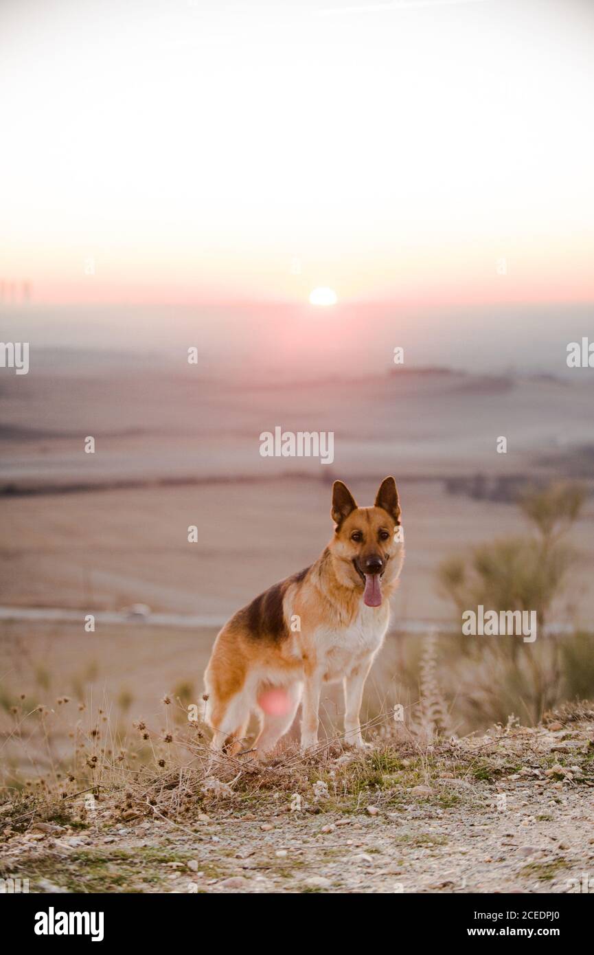 Grazioso cane con la sua lingua che si stende in piedi in meraviglioso campagna durante il tramonto Foto Stock
