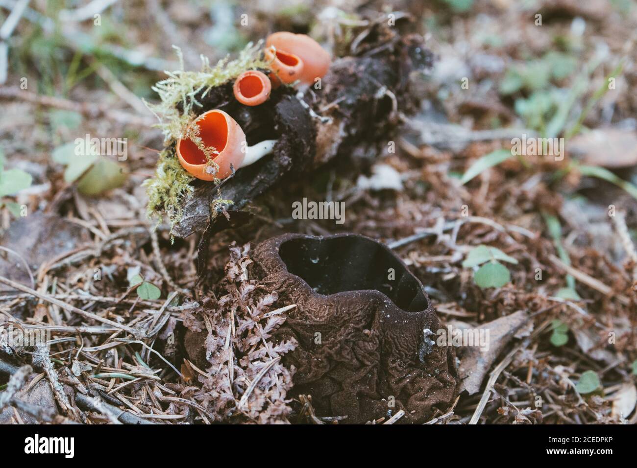 Il primo fungo di primavera nella foresta. Scarlatto di Sarcosoma Foto Stock