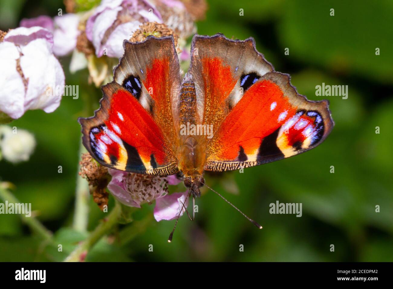 Peacock Butterfly (Aglais io) Sussex Garden, UK Foto Stock