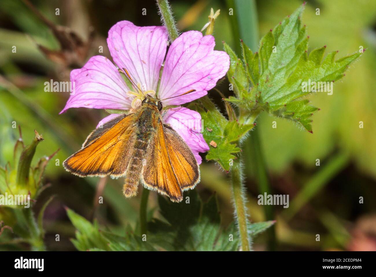 Piccolo skipper farfalla (Thymelicus sylvestris) Sussex giardino, Regno Unito Foto Stock