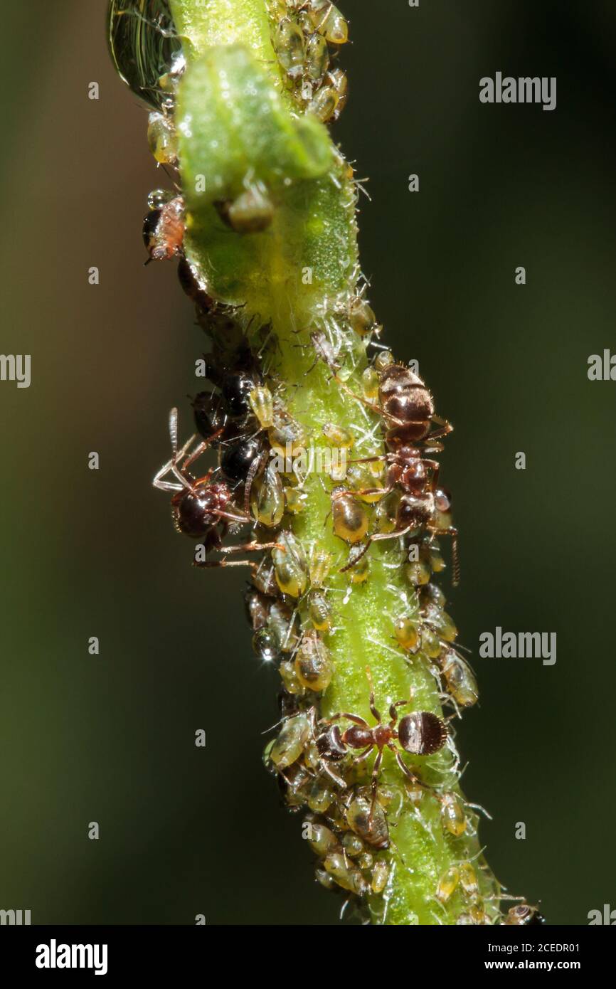 Piccole formiche nere (Lasius niger) e afidi, giardino del Sussex, Regno Unito Foto Stock