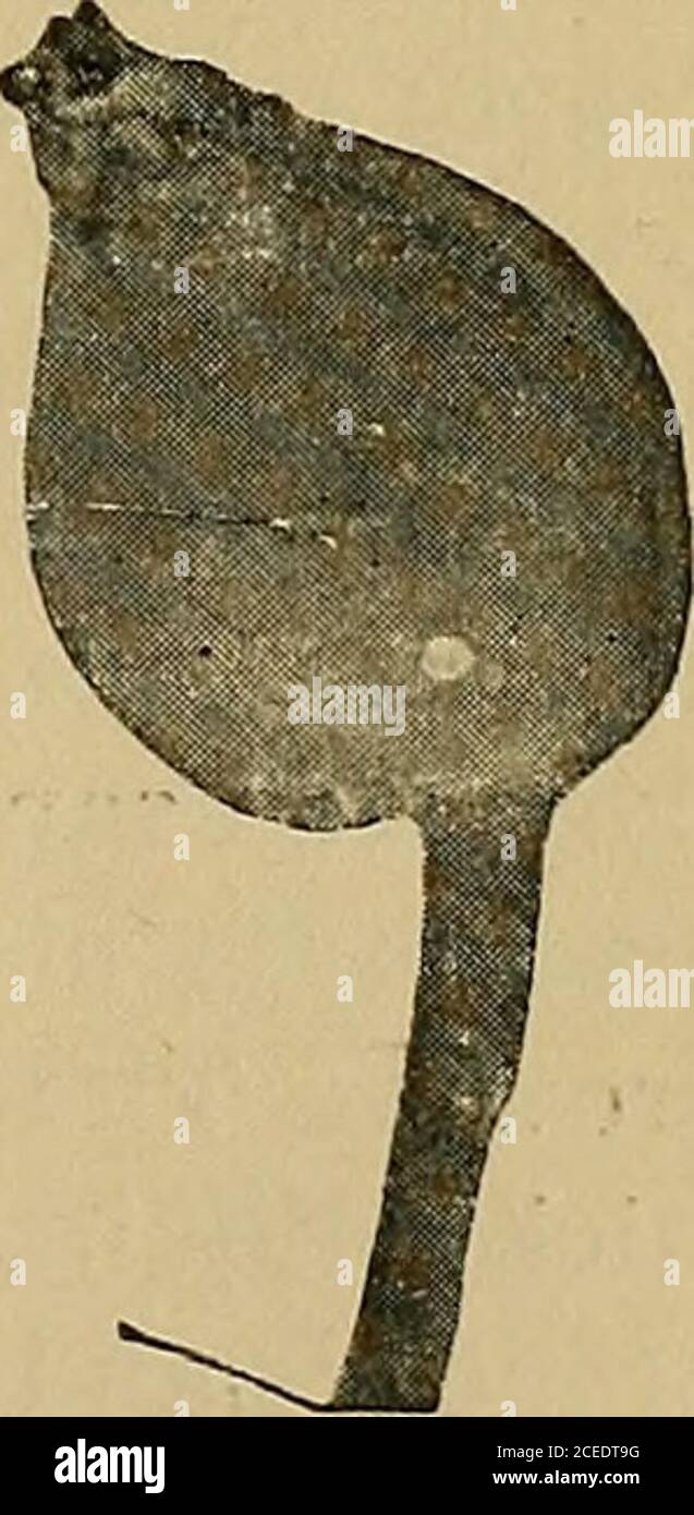 . Il culturista americano della frutta. Fig. 244.-solo il tempo di Sprayfor the Codling-Moth. Maiale. 245.-Calice Cup quasi chiuso: Possono essere, o nel frutteto o nei magazzini, e rimanevano in essi sotto forma di pilastri fino all'apertura della primavera, quando si trasformano, attraverso la pupa, in themoth (Fig. 243), completando così il ciclo di vita annuale. Nessuna panacea per il hasyet di coccodrillo-falce è stata trovata, ma da lavoro approfondito con uno spruzzo verde di Parigi si può oftensave almeno 75 per cento, delle mele.che altrimenti sarebbe rovinato dai theworms. Dove due o più brodi di theinsetto si verificano durante la stagione, come io Foto Stock