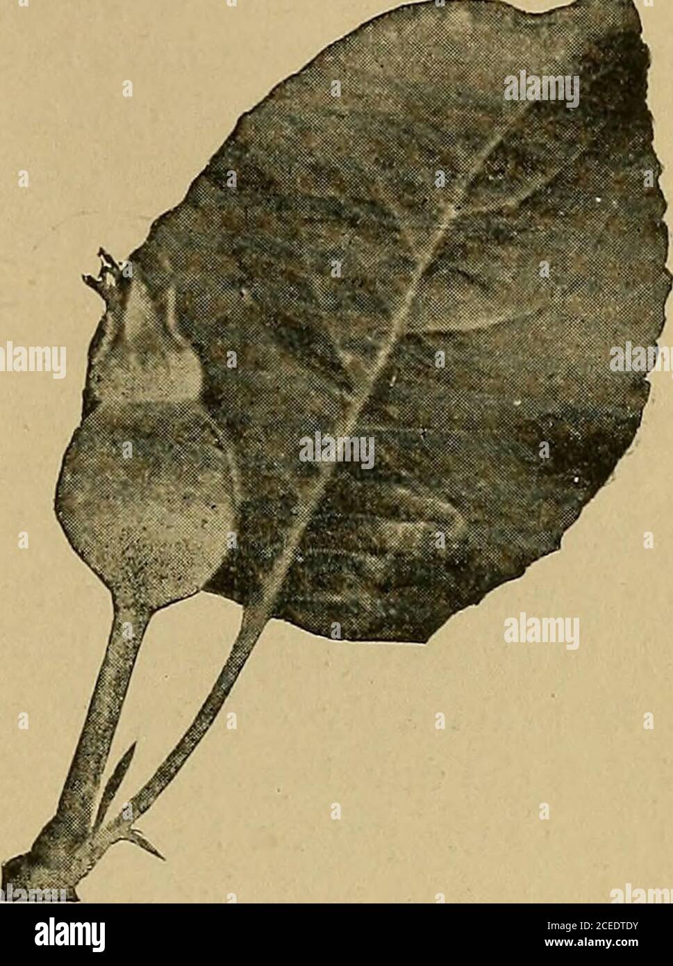 . Il culturista americano della frutta. Fig. 244.-solo il tempo di Sprayfor the Codling-Moth. Maiale. 245.-Calice Cup quasi chiuso: Possono essere, o nel frutteto o nei magazzini, e rimanevano in essi sotto forma di pilastri fino all'apertura della primavera, quando si trasformano, attraverso la pupa, in themoth (Fig. 243), completando così il ciclo di vita annuale. Nessuna panacea per il hasyet di coccodrillo-falce è stata trovata, ma da lavoro approfondito con uno spruzzo verde di Parigi si può oftensave almeno 75 per cento, delle mele.che altrimenti sarebbe rovinato dai theworms. Dove due o più brodi di theinsetto si verificano durante la stagione, come io Foto Stock