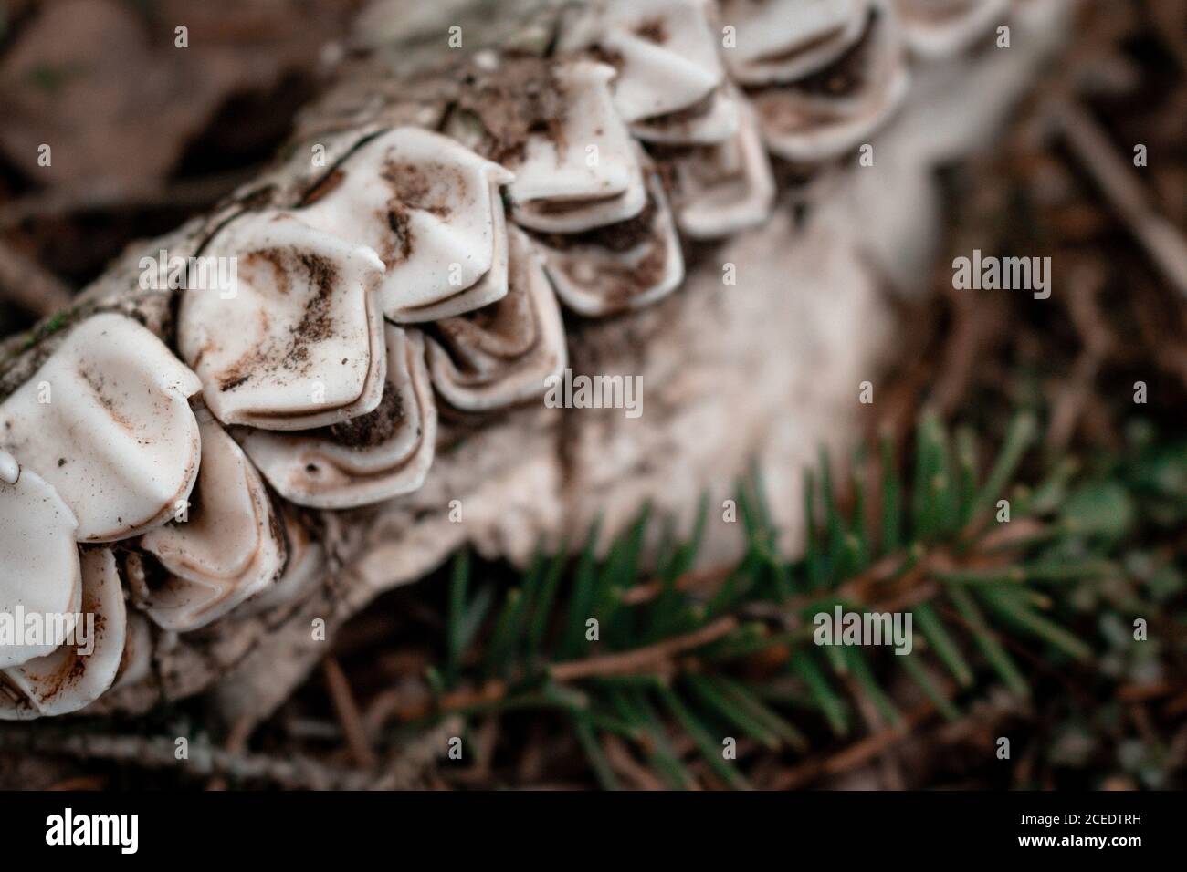 Lo scheletro di un'alce nella foresta. I denti di un erbivoro. Primo piano. Messa a fuoco selettiva. Foto Stock