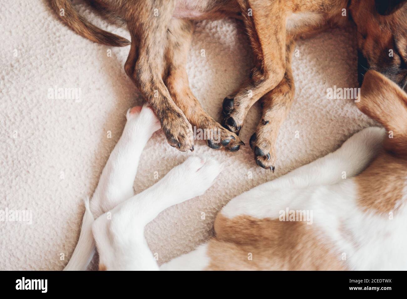 Due bellissimi cuccioli che dormono insieme placidamente Foto Stock
