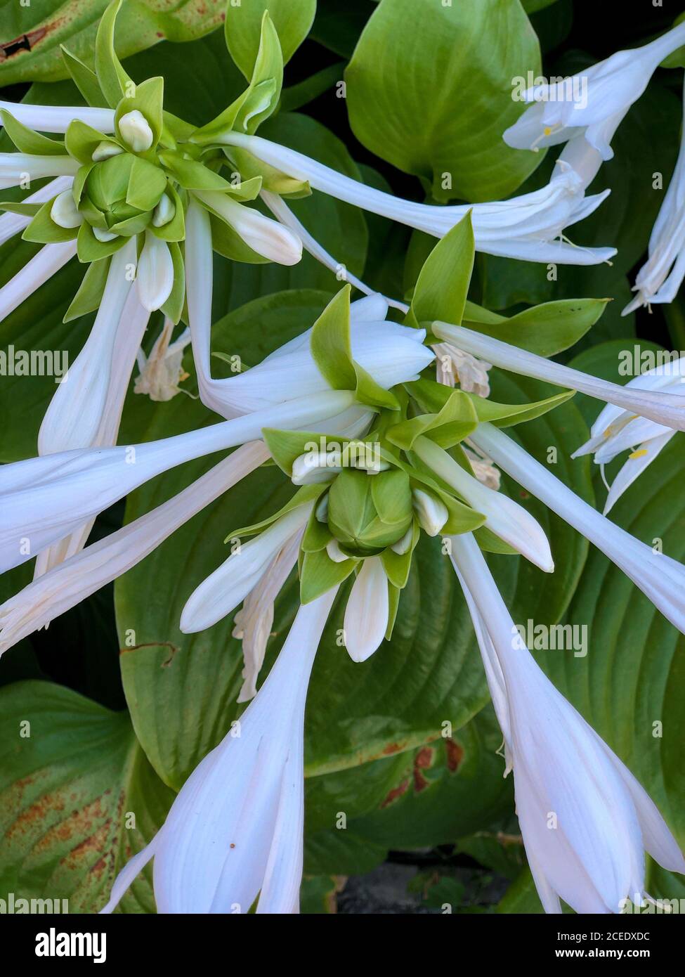 Sfondo verticale di foglie verdi e fiori bianchi pianta Foto Stock