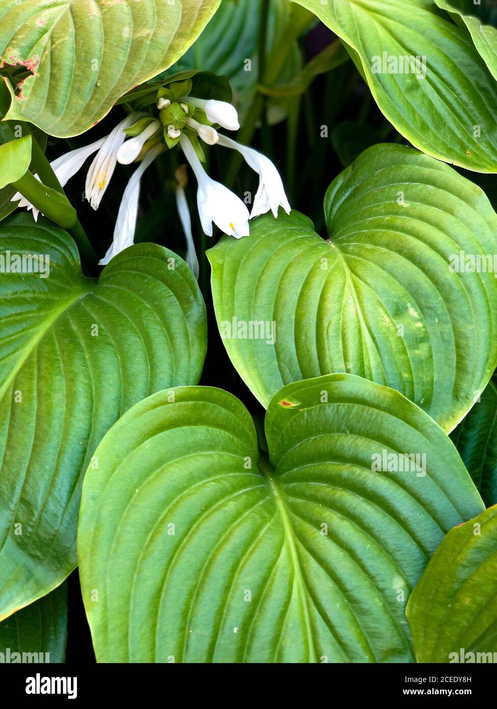 Sfondo verticale di foglie verdi e fiori bianchi pianta Foto Stock