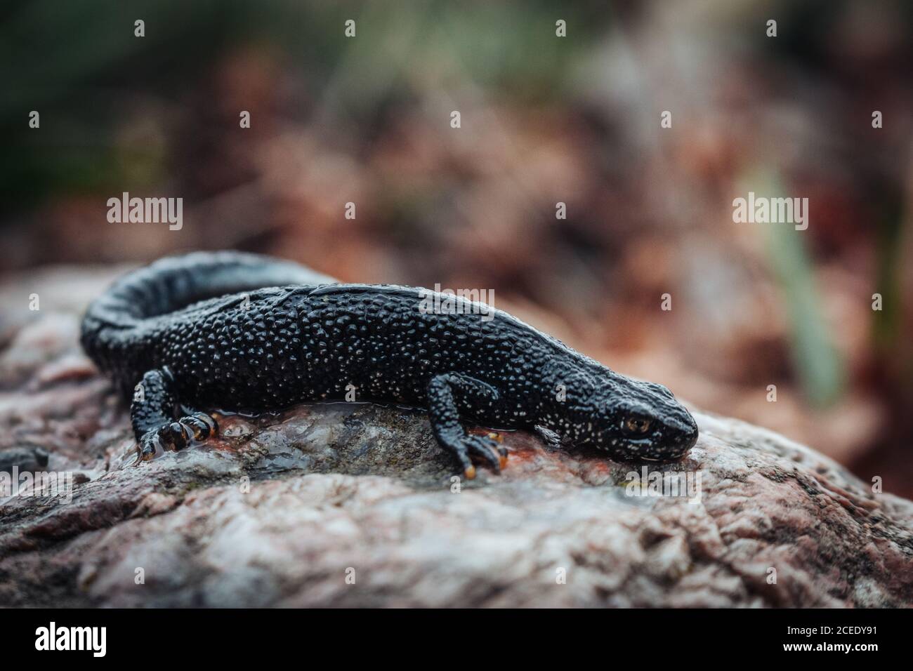 Nero newt seduto su una pietra rosa. Primavera. Messa a fuoco selettiva. Foto Stock