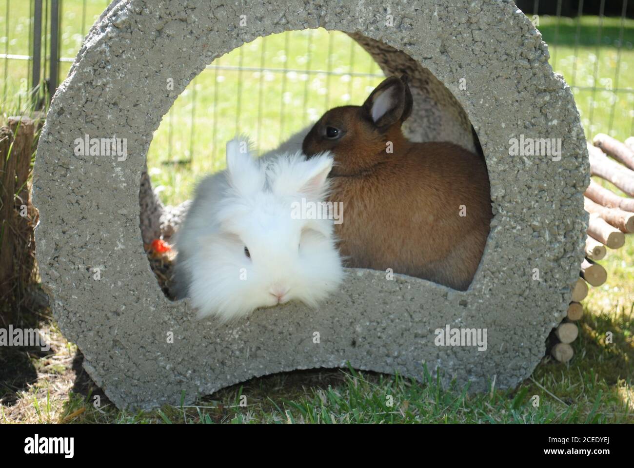 Primo piano di un simpatico coniglietto bianco e un marrone coniglietto nascosto in un buco Foto Stock