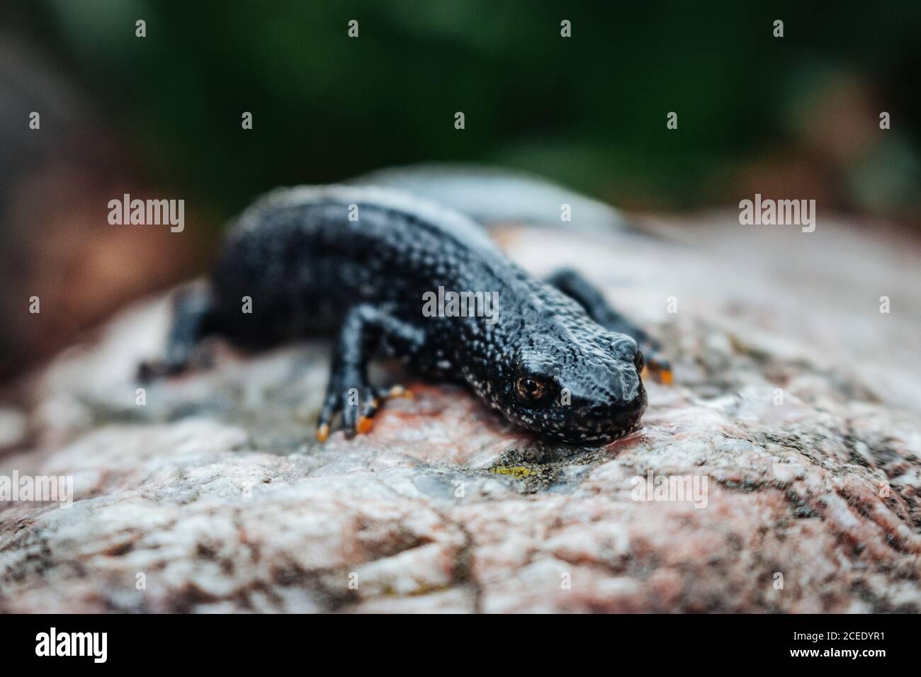 Nero newt seduto su una pietra rosa. Primavera. Messa a fuoco selettiva. Foto Stock