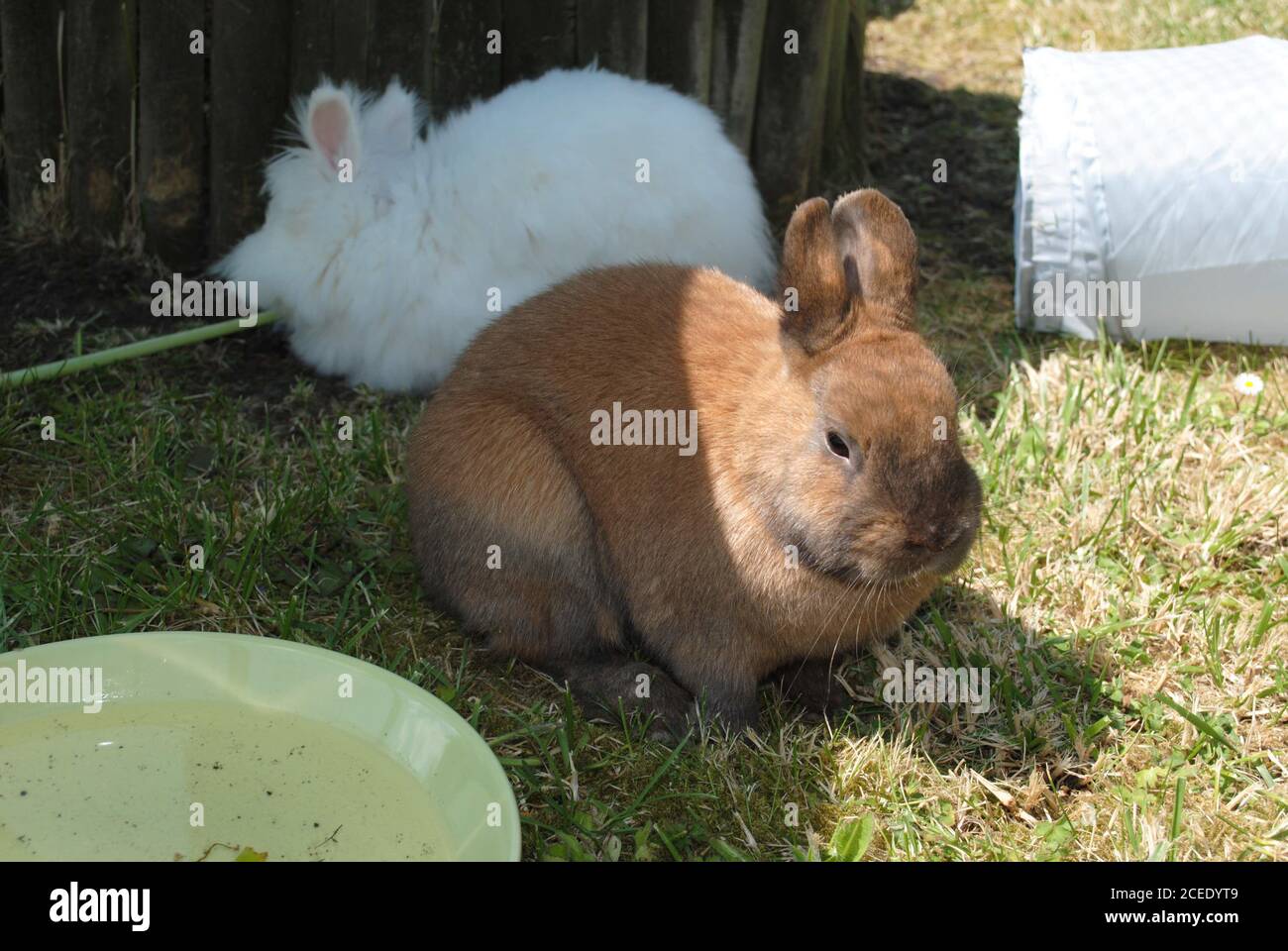 Marrone coniglietto e un morbido coniglietto bianco seduto in un campo Foto Stock