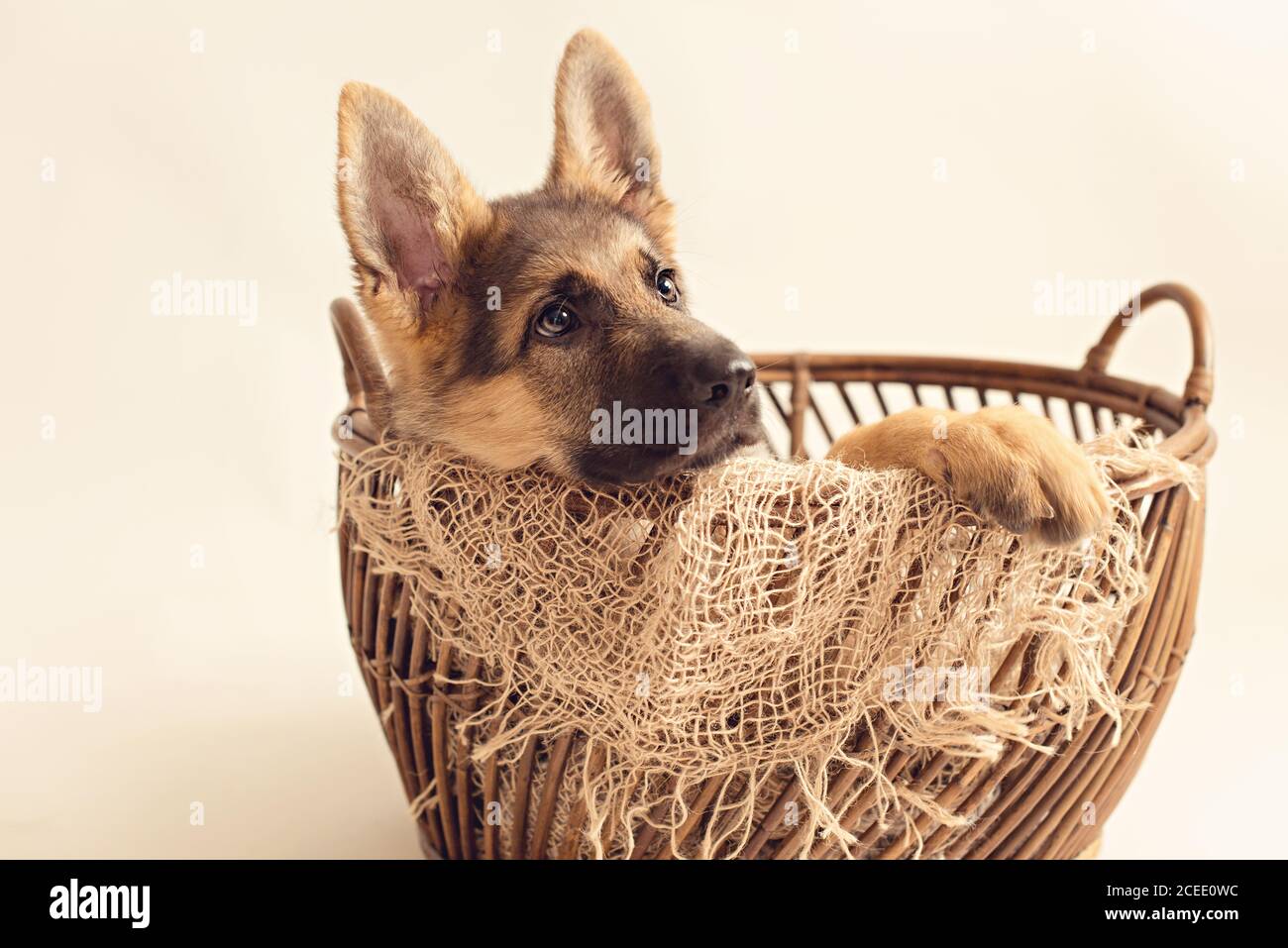 Carino cucciolo di sorprendente cane seduto in cesto su crema sfondo Foto Stock