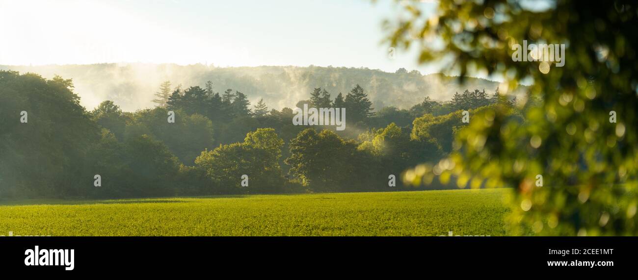 Paesaggio verde con nebbia e raggi di sole, campo, foresta, cielo, albero in primo piano Foto Stock