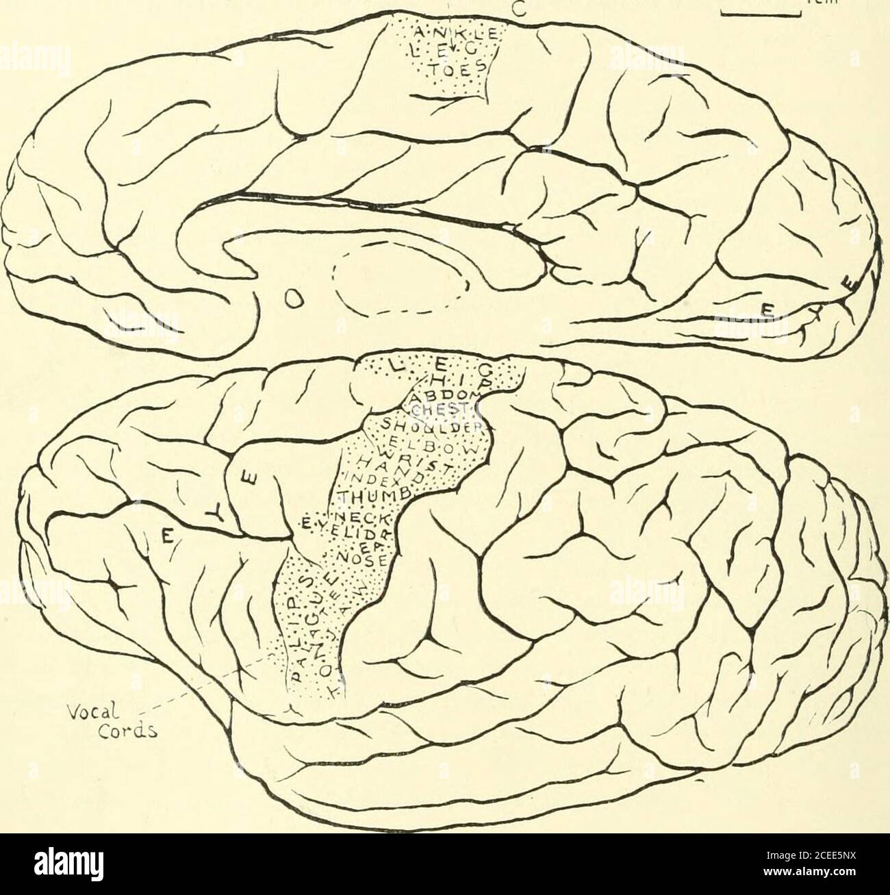 . Rivista trimestrale di fisiologia sperimentale e scienze mediche cognate. Di fauci, corde vocali, e palato. Questo terzo genu mightbe chiamato un genu labio-linguale (fig. 7a), perché in essa l'area in cui predomina i lipmoti come risposte primarie incontra l'area in cui predominano i tonguemovements primari. Nella parte superiore dell'area del viso i movimenti suscitati possono portare per la maggior parte un'interpretazione che aspre movimenti parziali in atti mimetici. Nella parte inferiore della zona frontale i movimenti suggeriscono per la maggior parte di essere parti di alimentazione di actssubserving, ad esempio masticare, masticati Foto Stock