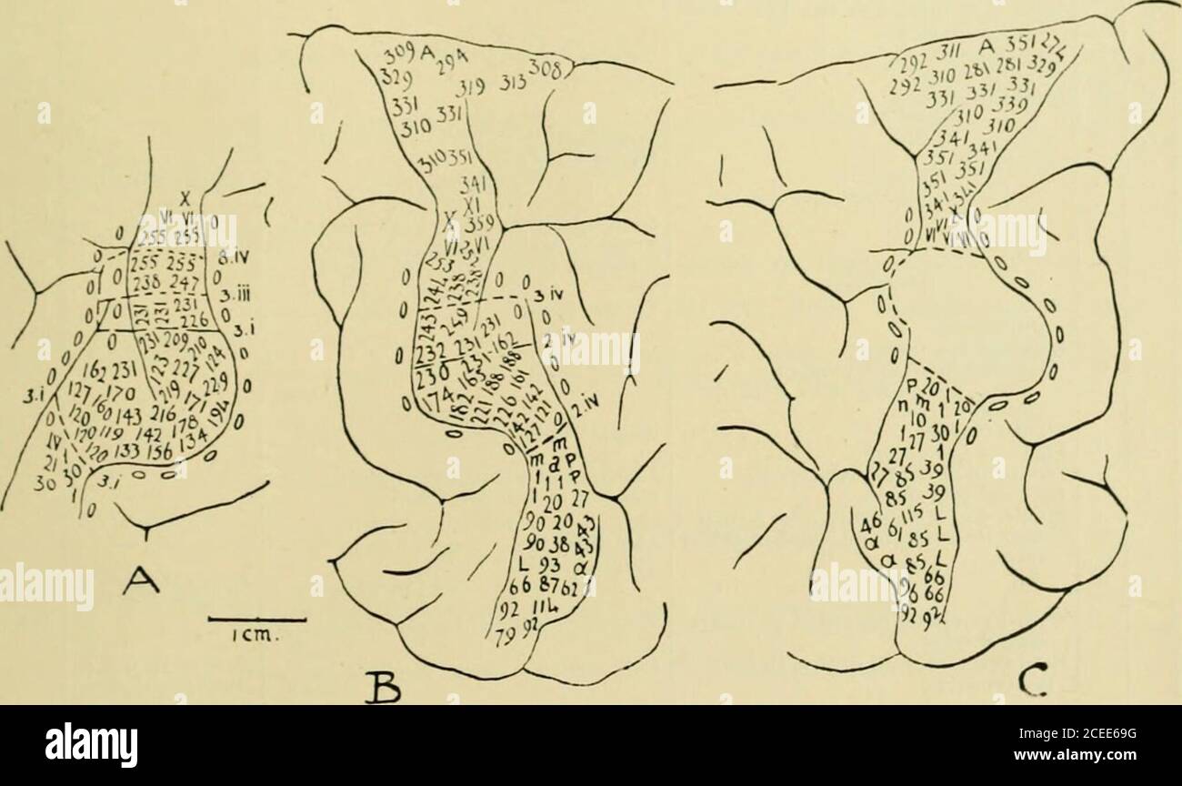 . Rivista trimestrale di fisiologia sperimentale e scienze mediche cognate. Fig. 4.-lo stesso emisftherc di tig. 3, A, tratto da a i)hotograi)li. Fig. 5. - Chimpanzee 8. A, area del braccio del lieinisfero sinistro ; le linee tratteggiate indicano i limiti dell'ablazione corticale alle operazioni successive, 3 gennaio, ilarca 3, e Aj)ril 8. Il numeralsmark le risposte osservate al momento delle operazioni. B, emisfero destro di sameanimale; le linee tratteggiate indicano i limiti di ablazione corticale nelle operazioni successive del 2 e 3 aprile. I numeri segnano le risposte ottenute ai tempi dell'opera Foto Stock