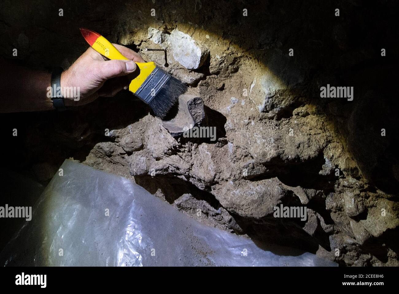 Scharzfeld, Germania. 01 settembre 2020. Uno speleologo volontario scopre un osso dell'orso durante gli scavi alla Grotta Unicorn per studiare l'uomo Neanderthal. La Grotta Unicorn è considerata un luogo chiave per la ricerca Neanderthal nel nord. L'obiettivo della ricerca di quest'anno è di aprire ulteriormente l'area di ingresso alla grotta. Credit: Swen Pförtner/dpa/Alamy Live News Foto Stock