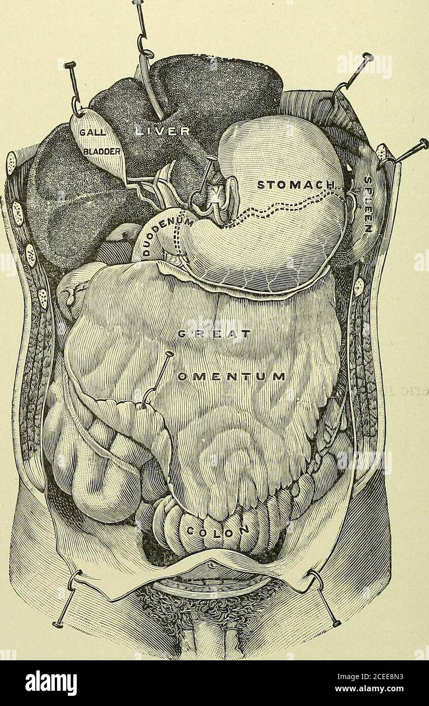 . Testo-libro di anatomia e fisiologia per gli infermieri. Minore curvatura con il fegato (essendo chiamato l'omentum gastroepatico); el'omentum gastroselico collega lo stomaco e la milza. Due strati di peritoneo passano dalla superficie inferiore del fegato alla minore curvatura dello stomaco, formando l'omentum minore. Poi si separano per racchiudere le facce sur dello stomaco, facendo il suo rivestimento seroso. Si riuniscono di nuovo alla maggiore curvatura e si appendono a forma di un grande sacco seroso con pareti doppie, il maggiore omentum, che pende davanti all'intestino tenue. Nota: La tra Foto Stock