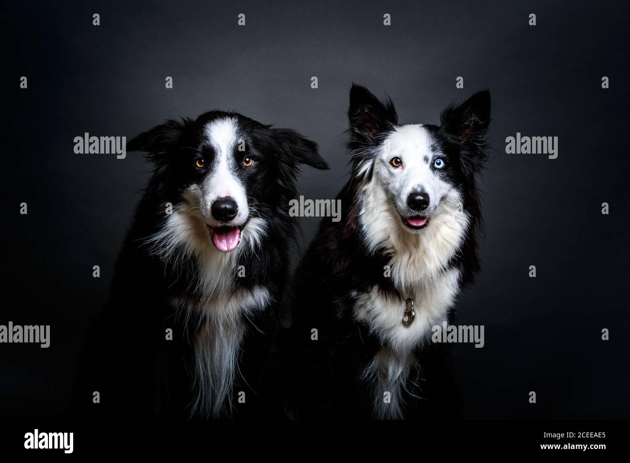Due pelliccia Border Collies fissando la fotocamera mentre è seduto su uno sfondo grigio insieme Foto Stock