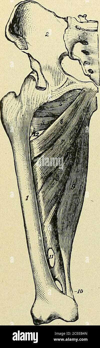 . Testo-libro di anatomia e fisiologia per infermieri. Dietro la brevis (parte superiore). L'adduttore magnus. Origine: Archico e tubero pubico dell'ischio. Inserimento: Lineaaspera (dietro gli altri), ed epicondilo mediale. Azione dei quattro.- tutti addotano il femore (ruotandolo verso l'esterno) e disegnano le cosce insieme come in equitazione. Nervo al quattro.-^^otturatore. Nota: Il magnus crea un ampio foglio di muscolo tra il quadricipite che estende il ginocchio e i muscoli sulla schiena che lo flettono. Le fibre Thelongest e più forti del magnus ruotano il femore verso l'interno. Corrono tra il tubero di Foto Stock