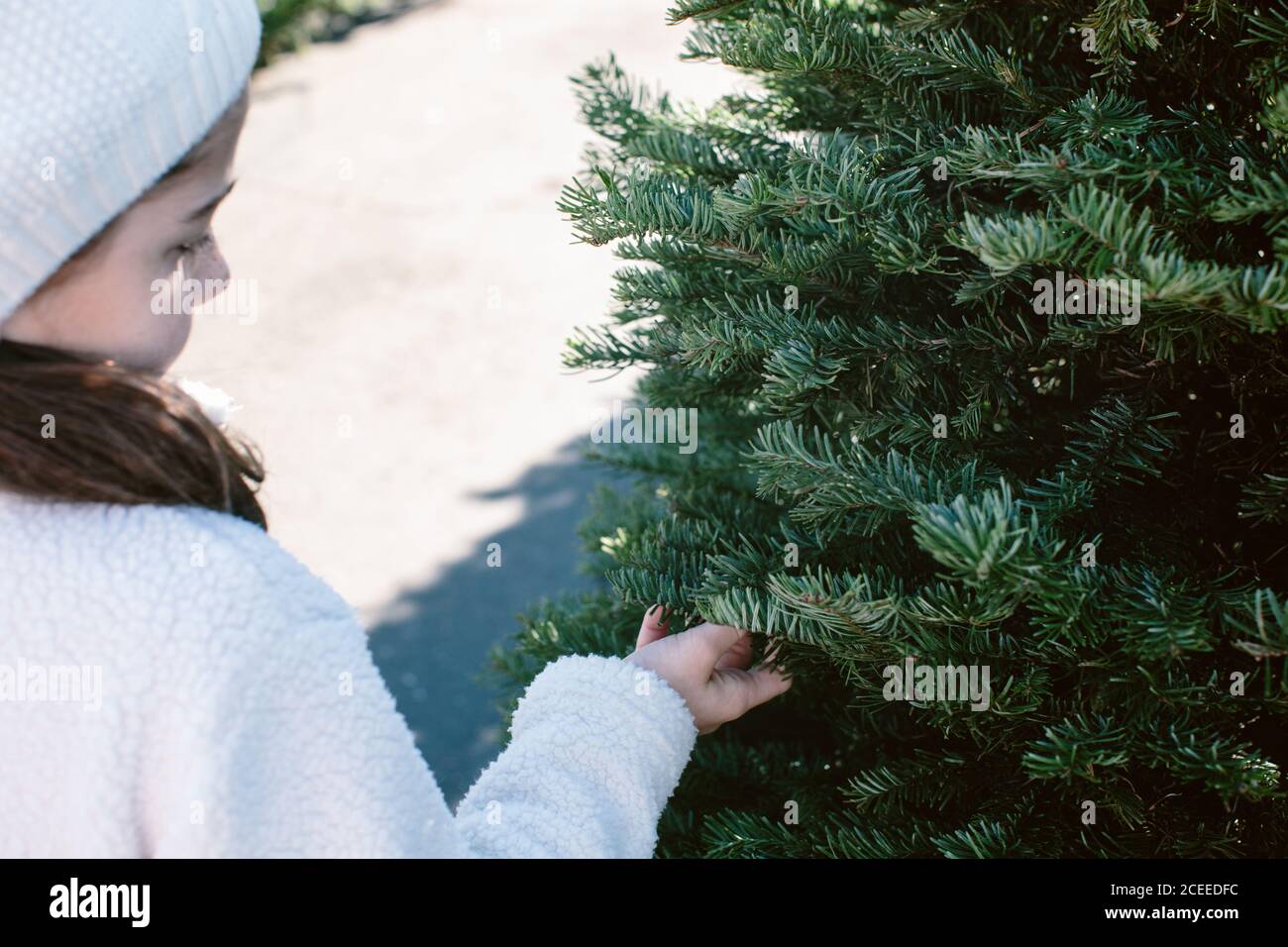 Bambina che tocca i rami dell'albero di conifere bello mentre in piedi sulla strada in piena di sole giornate invernali Foto Stock