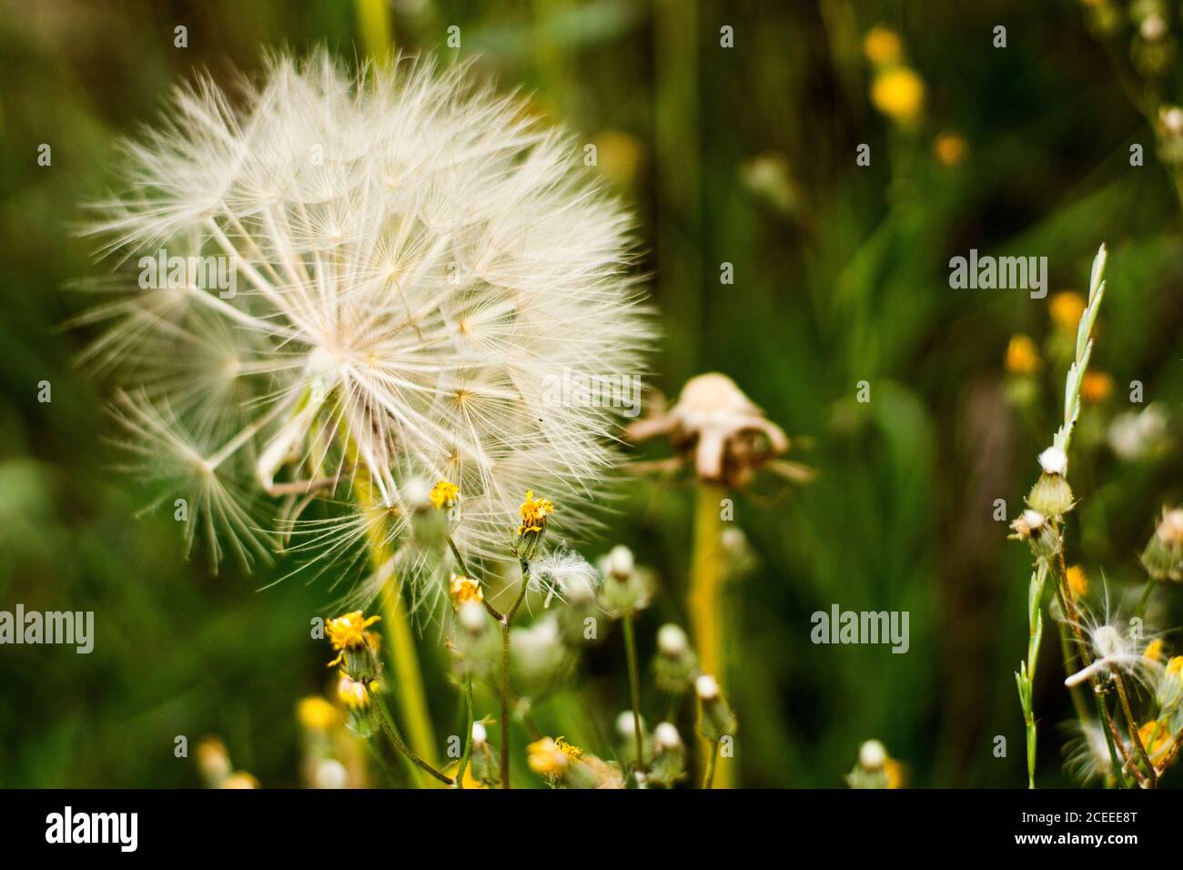 Dente di leone pronto per essere soffiato in un campo verde Foto Stock