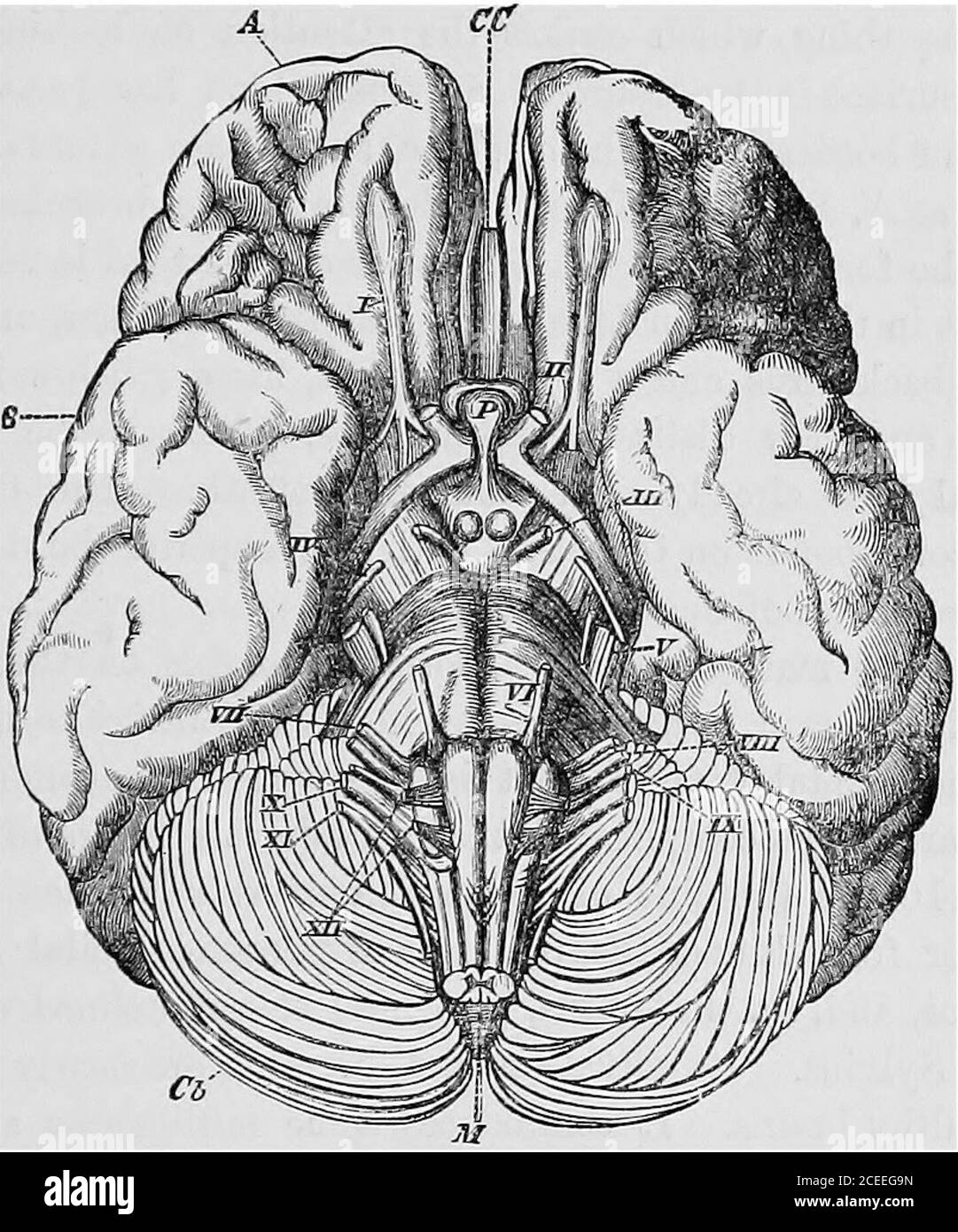 . Antropologia. Che, chiamato bulbo olfattivo, giace longitudinalmente in una depressione sulla superficie del lobo anteriore; thesecond sono l'ottica, la cui decussazione al hne mediano è calledthe chiasma. Quando si colloca l'encefalone sulla sua superficie superiore o convessa,e si rimuovono i cerebUum e pons varolii mediante una sezione trasversale che passa tra la giunzione di questi ultimi con i cerebralpeduncoli, tutta la superficie inferiore dei due emisferi è esposta alla vista (Fig. 15). Alla giunzione del sete anteriore con i due terzi posteriori si vede una profonda fessura trasversale, con la sua concavità Foto Stock