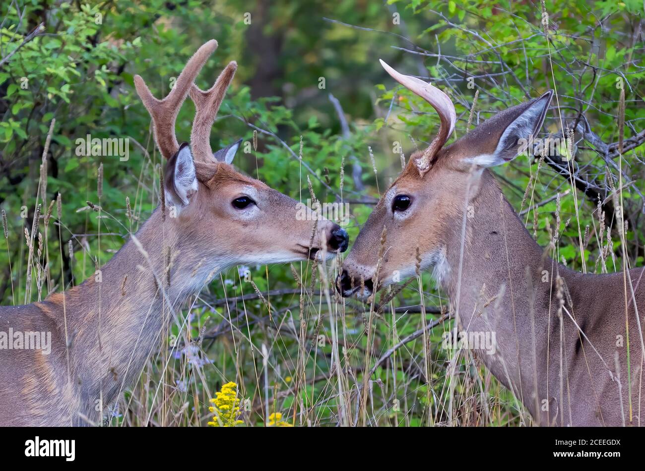 I bucks del cervo dalla coda bianca che giocano nella luce del mattino presto dentro Estate in Canada Foto Stock