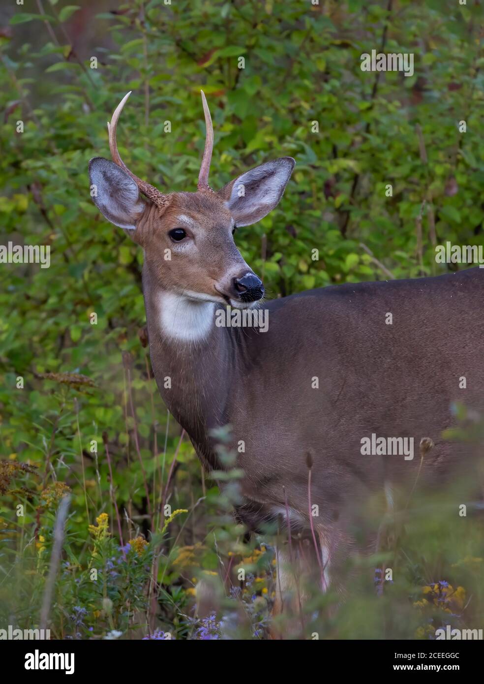 Un buck dalla coda bianca in piedi in un prato in Canada Foto Stock