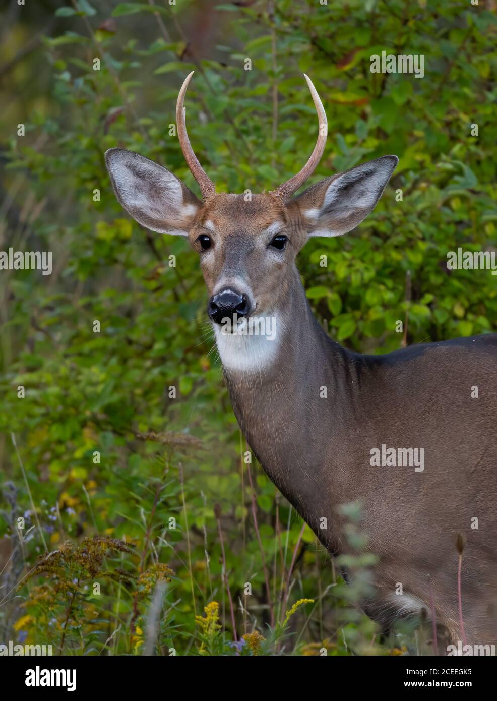 Un buck dalla coda bianca in piedi in un prato in Canada Foto Stock