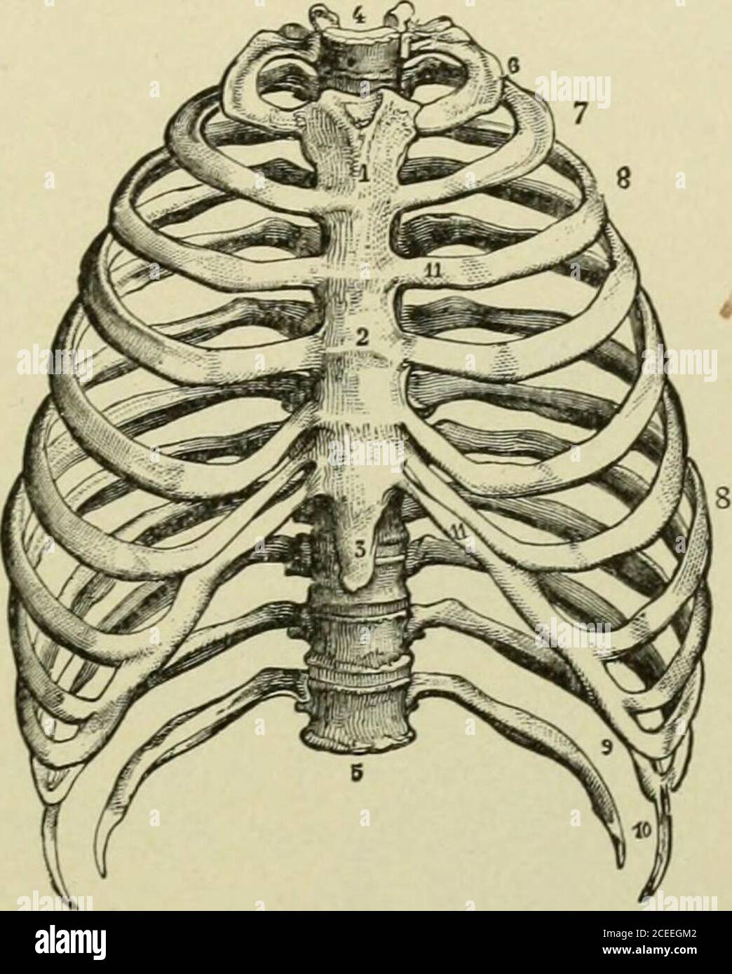 Testo-libro di anatomia e fisiologia per infermieri. r. Ha tre divisioni,  il manubrio, il corpo e l'appendice xifoide (Fig. 39). Il bordo superiore dello  sterno è intagliato: La tacca sternale (orgiugulare);