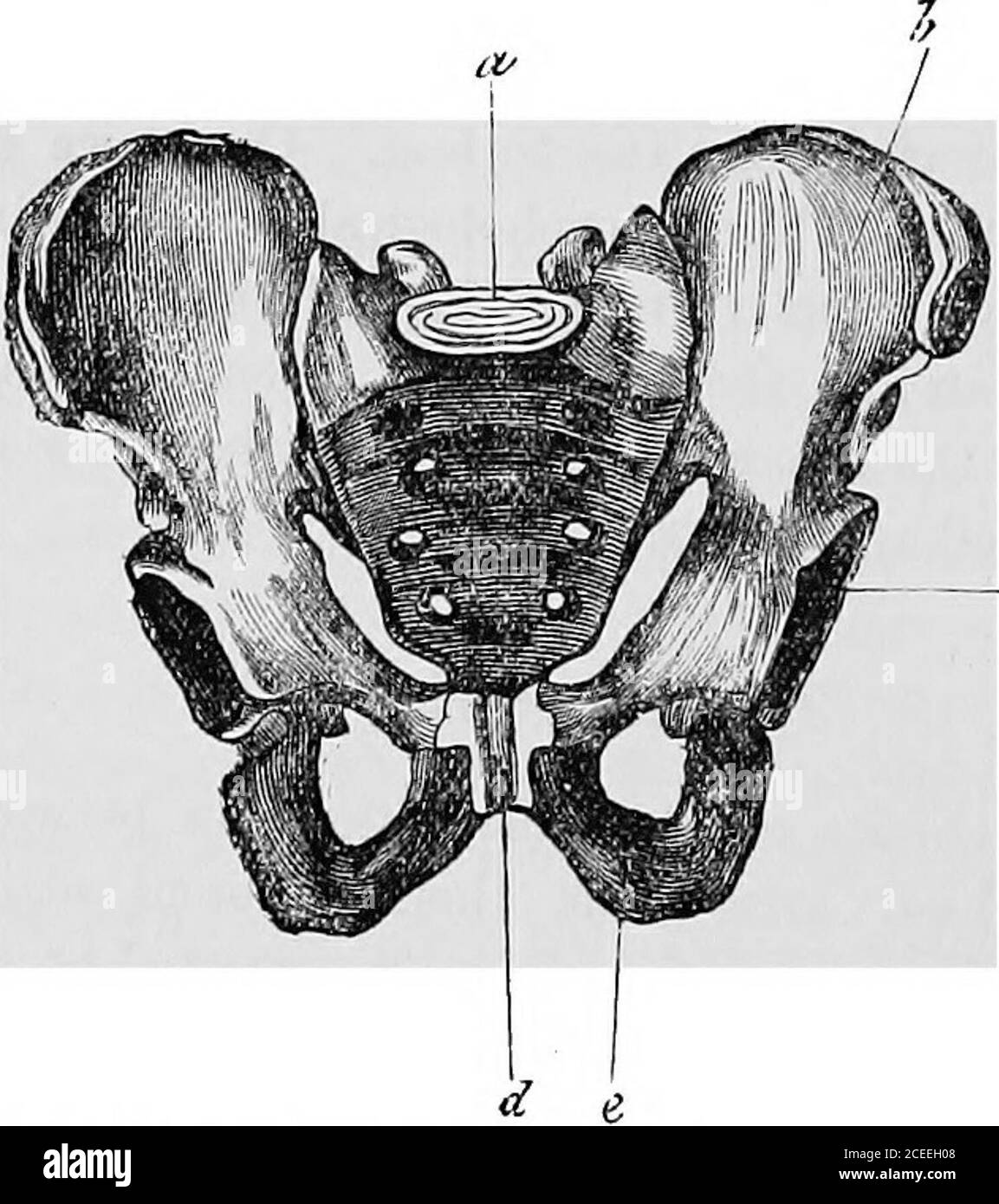 . Antropologia. In quest'ultimo un breve tempo prima della nascita. Nell'uomo, le ossa dell'uiaco si espandono lateralmente in due ali grandi, sottili al centro e concave, costruite mirabilmente per sostenere la massa dei visceri, e nella femmina il peso del feto. La loro superficie esterna, o fossa iliaca esterna, è, inconseguenza, convessa, per dare inserimento ai muscoli della natiche.in quadrupidi, invece, le ossa oiacee sono più vicine tra loro,sono allungate su ciascun lato della porzione lombare della colonna, e p 2 68 EELYIS. [Cap. ii. Convesse sulla loro superficie interna, il beco esterno Foto Stock