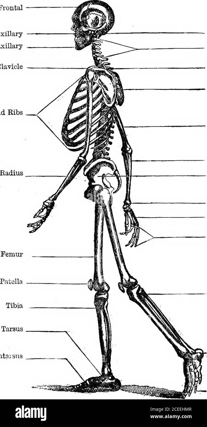 . Antropologia, infatti, determina la forma generale del corpo, serve per il fissaggio dei muscoli, e segna i confini delle cavità viscerali. Considerazioni Osteologiche. Lo scheletro di Mammalia, la classe di Vertebrata che volontariamente impegna la nostra attenzione, è composto (1) da un asse centrale, con-stitute dai corpi delle vertebre; (2) di una serie di osseousarchi diretti all'indietro, per formare, mediante la loro aggregazione, un grande, in cui sono contenuti il cervello, il cervelletto, e il cordone del thespinal; (3) di una serie di archi diretti in avanti, sconfinando certe cavità che sono occup Foto Stock