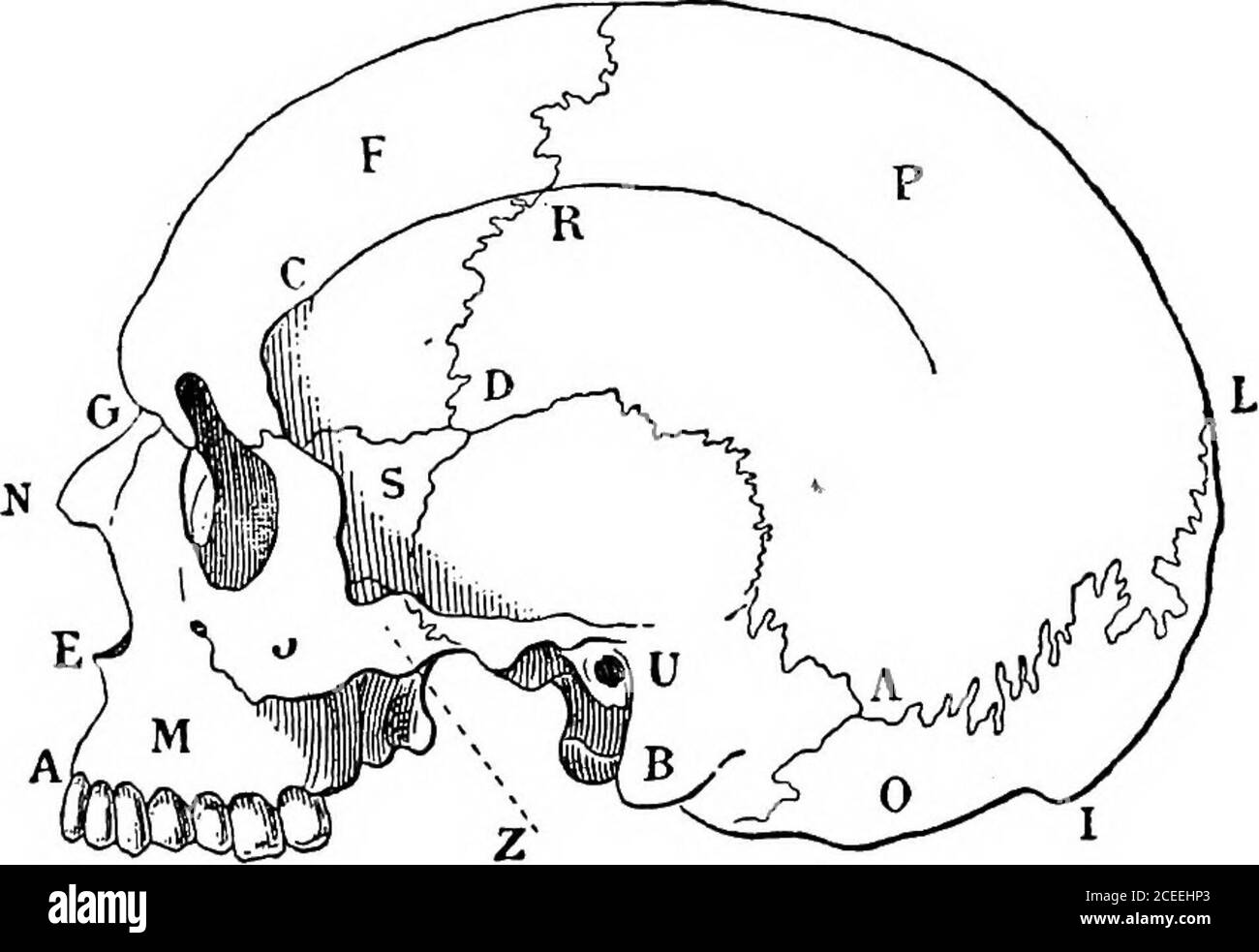 . Antropologia. Thmoid rappresenta il corpo di ciascuna delle tre vertebre. La porzione largeflat dell'occipitale, temporale e frontale è chiamata porzione thesquamous, o ecaille (guscio). Queste ossa vengono sotto la denominazione di ossa piatte. Hanno una superficie interna, che guarda verso la cavità cranica, chiamata da M. Broca mdocrdne, e una superficie esterna. Il corpo dell'occipitale (0, Kg. 2) è formato dal processo di base, che è unito al corpo dello sfenoide mediante un'articolazione im-portante, la sutura basilare. La sua superficie è tranverselisciata da una cresta semicircolare, per l'attaccamento Foto Stock