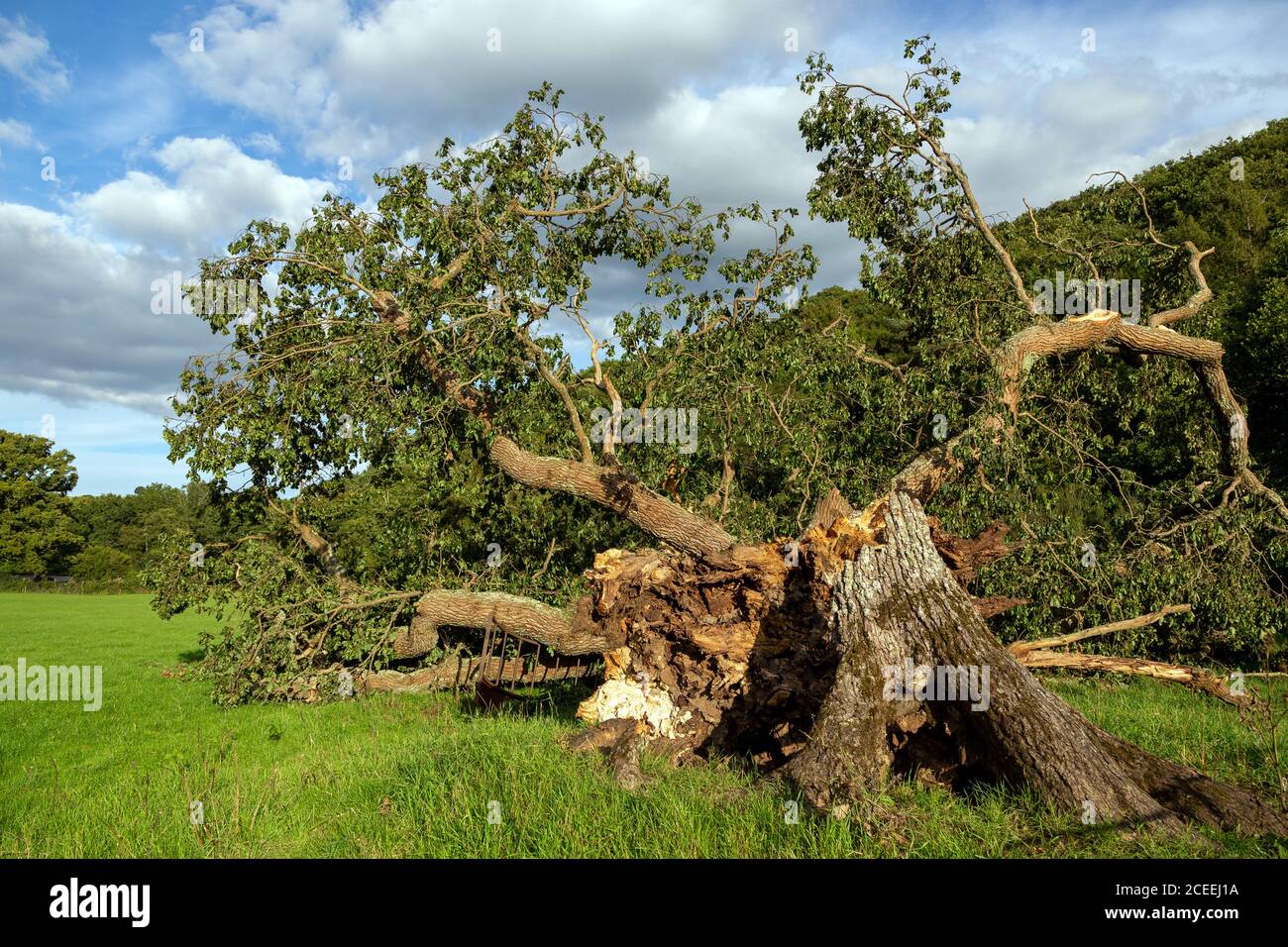 Fallen Devon quercia albero,caduta, quercia albero, legno, bellezza, ramo - parte di pianta, rotto, marrone, danneggiato, giorno, morto, distruzione, secco, Foto Stock