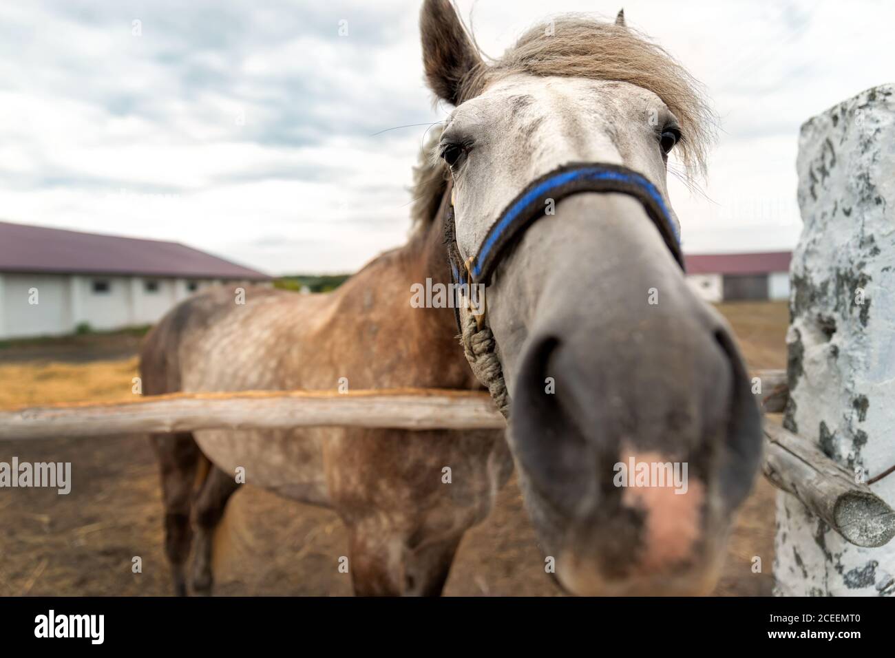 Primo piano divertente bizzarro bello triste solo un cavallo ritratto pascolo in paddock con antico rustico vinaggio recinto in legno confine a. fattoria di campagna Foto Stock