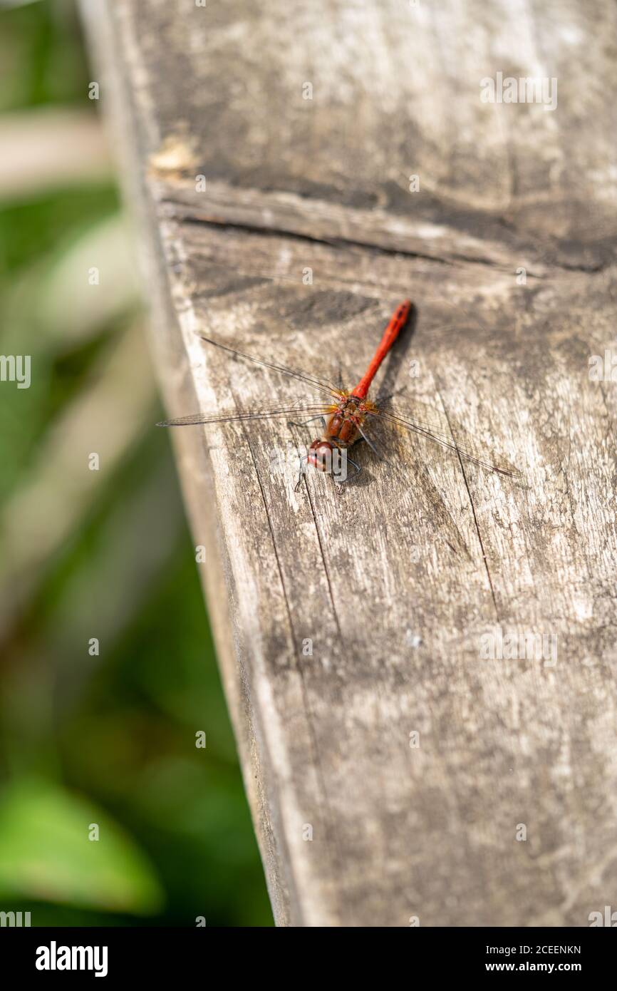 Primo piano della vista macro di Red Darter Dragonfly Head Eyes E Wings Extreme primo piano immagine banner Foto Stock