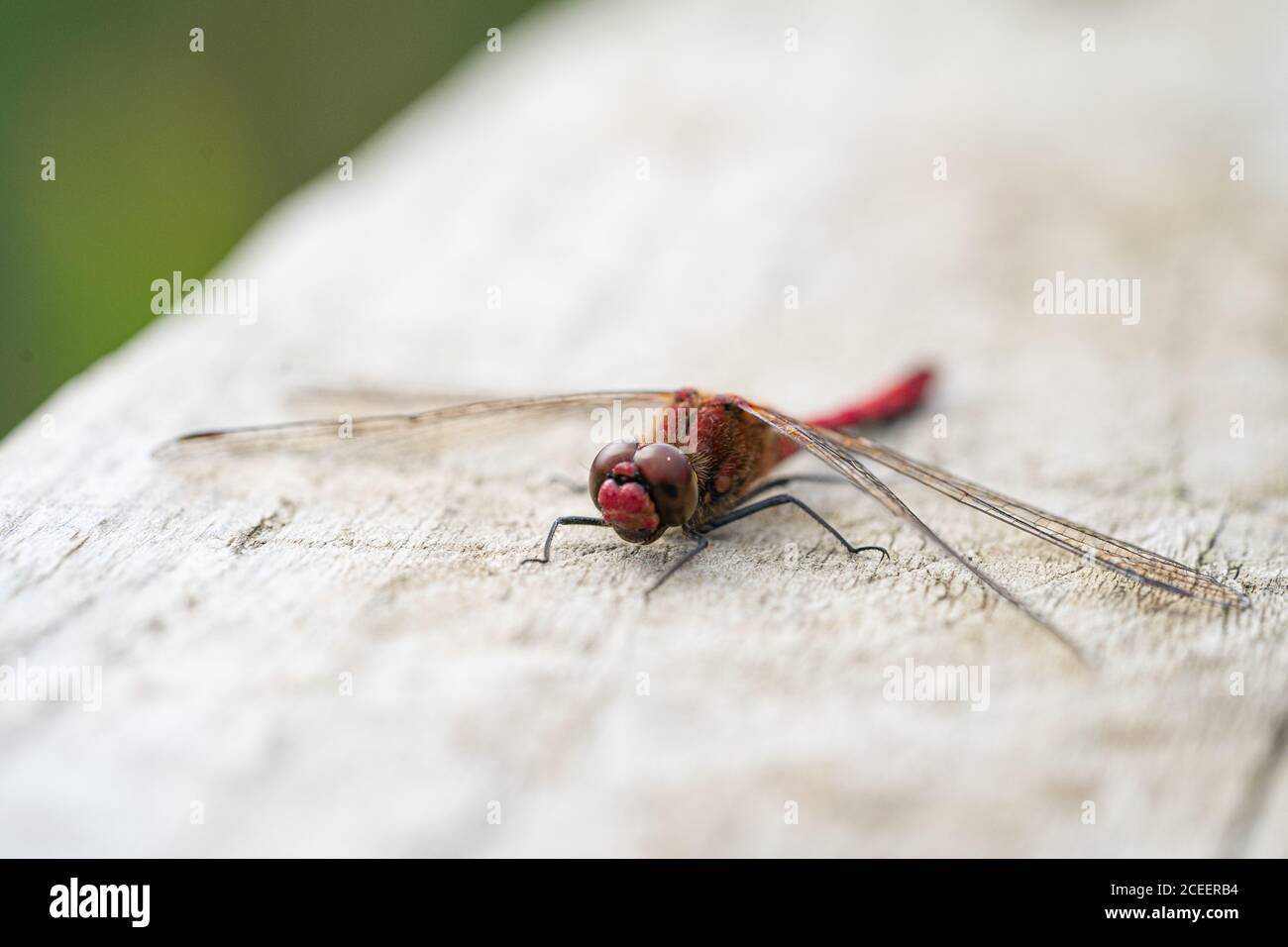 Primo piano della vista macro di Red Darter Dragonfly Head Eyes E Wings Extreme primo piano immagine banner Foto Stock