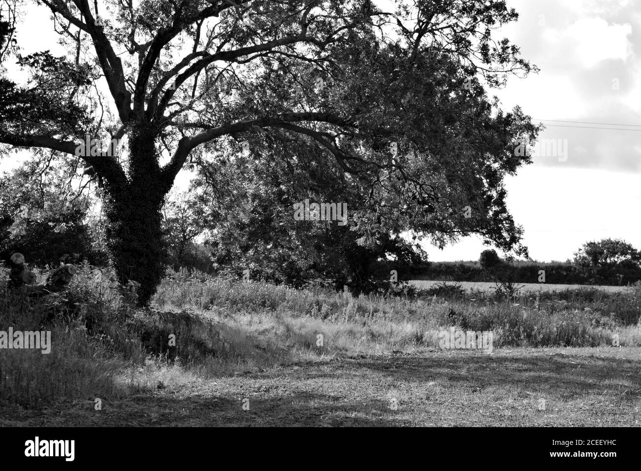 albero e campo in bianco e nero Foto Stock