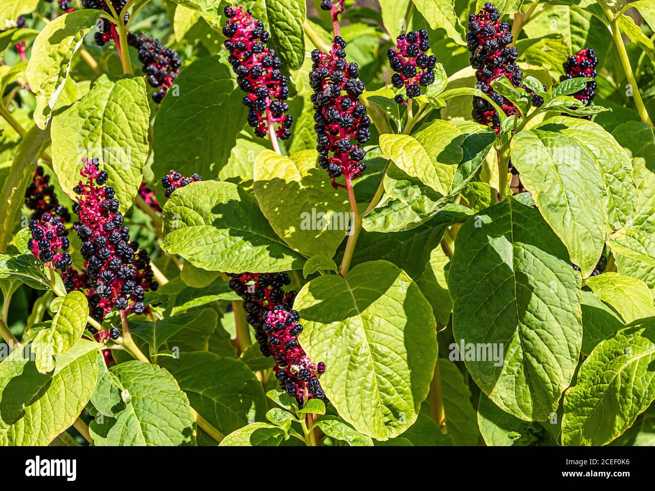 Pokeweed (Phytolacca americana) - conosciuto anche come pokeweed americano, pokeweed, balletto del poke, bacche del drago pianta perenne erbacea. Foto Stock
