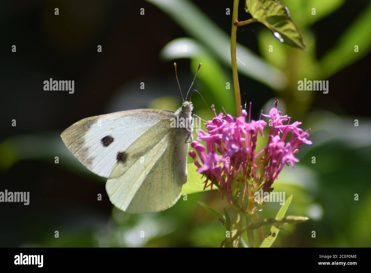 Piccola farfalla bianca su fiore rosa Foto Stock