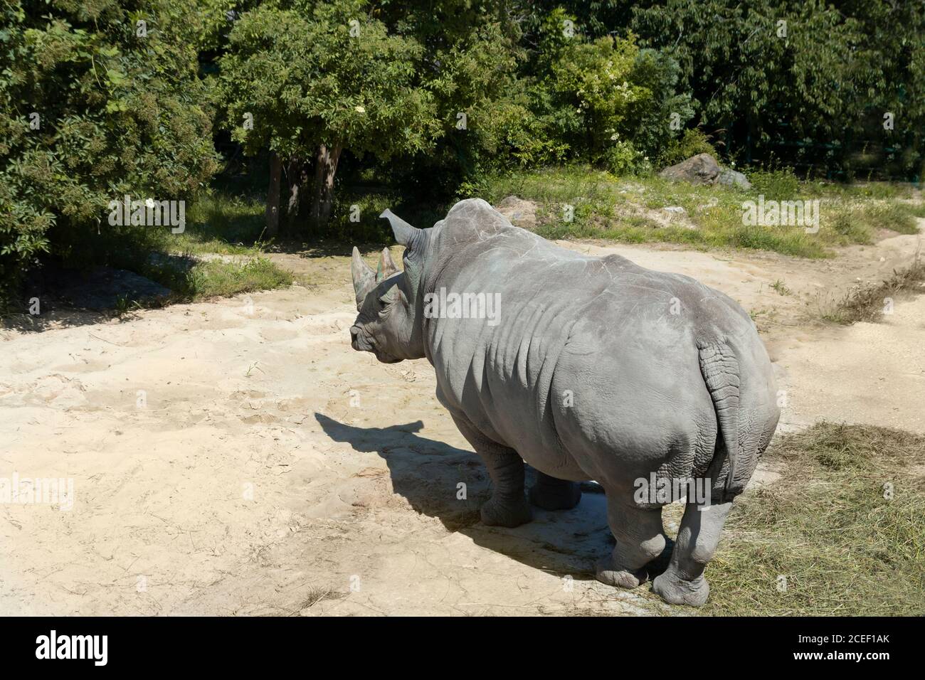 rinoceronte bianco dalla parte posteriore Foto Stock